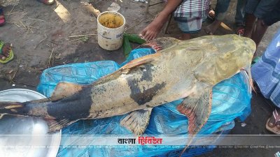 ৪৫ কেজি ওজনের বাঘাইড়