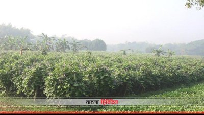 সবজি ক্ষেত