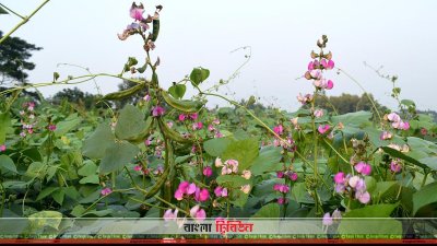 সবজি ক্ষেত