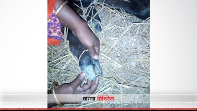 খুরা রোগে আক্রান্ত গরু