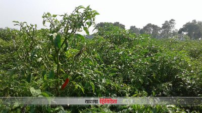 কুষ্টিয়ায় সবজি চাষ