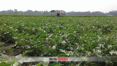কুষ্টিয়ায় সবজি চাষ