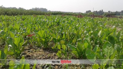 কুষ্টিয়ায় সবজি চাষ