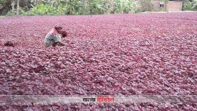 কুষ্টিয়ায় সবজি চাষ