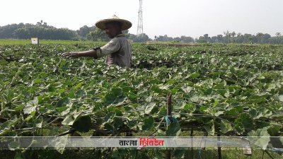 কুষ্টিয়ায় সবজি চাষ