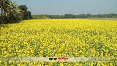ঝিনাইদহের শৈলকুপায় ২ হাজার হেক্টর জমিতে সরিষা চাষ