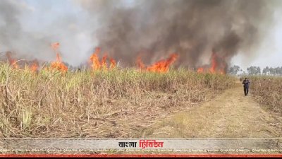 গাইবান্ধার সাহেবগঞ্জে আগুনে পুড়ে গেছে ক্ষেতের আখ