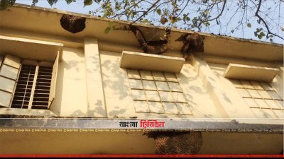 ইসলামপুরের সাজালেরচর সরকারি প্রাথমিক বিদ্যালয় কেন্দ্রে মৌচাক