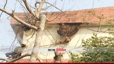 ইসলামপুরের সাজালেরচর সরকারি প্রাথমিক বিদ্যালয় কেন্দ্রে মৌচাক