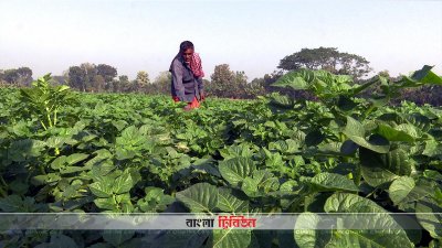 যশোরে আলুর বাম্পার ফলনের সম্ভাবনা, দাম নিয়ে সংশয়ে চাষিরা