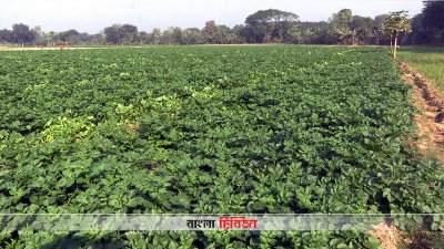 যশোরে আলুর বাম্পার ফলনের সম্ভাবনা, দাম নিয়ে সংশয়ে চাষিরা