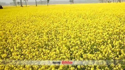 সরিষা ক্ষেত