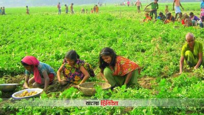 নীলফামারীতে আলুর বাম্পার ফলনে কৃষকের মুখে হাসি