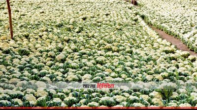 বিক্রির জন্য হাটে আনা ফুলকপি (ছবি&ndash; প্রতিনিধি)