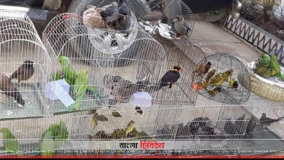 উদ্ধার করা পাখি