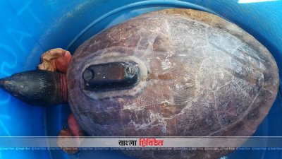 মোংলায় ইউপি মেম্বারের কাছ থেকে বিরল প্রজাতির কচ্ছপ উদ্ধার