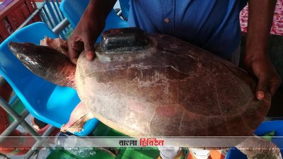 মোংলায় ইউপি মেম্বারের কাছ থেকে বিরল প্রজাতির কচ্ছপ উদ্ধার