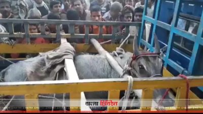 নীল গাই দেখতে স্থানীয়দের ভিড়
