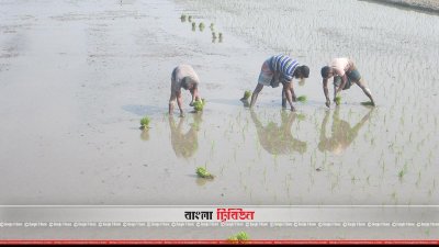বোরো ধানের চারা রোপণে ব্যস্ত কৃষকরা