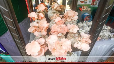 মেলায় রয়েছে মাশরুমও  