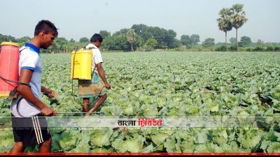 সবজি ক্ষেতে বালাইনাশক স্প্রে করা হচ্ছে (ছবি&ndash; প্রতিনিধি)