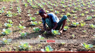 ক্ষেতের পরিচর্যা চলছে (ছবি&ndash; প্রতিনিধি)