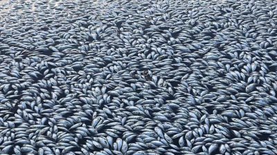 ডার্লিং নদীতে ভেসে ওঠা মাছ (ছবি এএফপি)