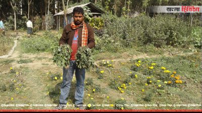 রাতের আঁধারে দুই হাজার ফুলের চারা উপড়ে দিল দুর্বত্তরা