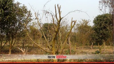 চাঁপাইনবাবগঞ্জে পেয়ারা গাছে ‘ফিউজেরিয়াম উইল্ট’ রোগ