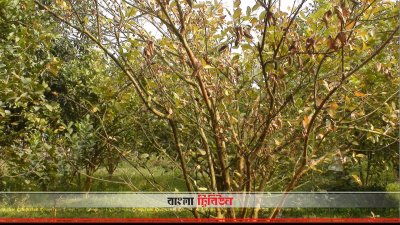 চাঁপাইনবাবগঞ্জে পেয়ারা গাছে ‘ফিউজেরিয়াম উইল্ট’ রোগ