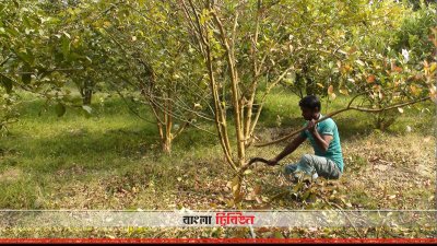 চাঁপাইনবাবগঞ্জে পেয়ারা গাছে ‘ফিউজেরিয়াম উইল্ট’ রোগ