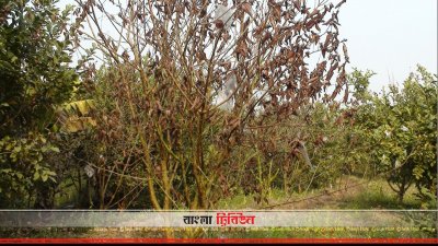 চাঁপাইনবাবগঞ্জে পেয়ারা গাছে ‘ফিউজেরিয়াম উইল্ট’ রোগ