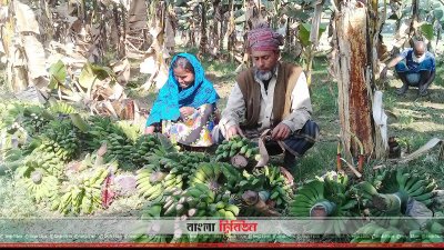 কেটে দেওয়া গাছের কলা নিয়ে আহাজারি