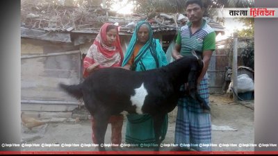 প্রধানমন্ত্রীকে ১০০ কেজি ওজনের ছাগল উপহার দিতে চান কুষ্টিয়ার লতিফুন নেছা