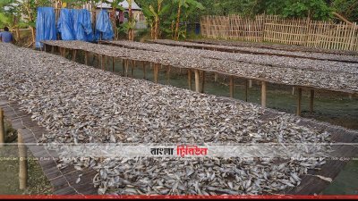 মিঠাপানির শুটকি তৈরিতে কর্মব্যস্ত হয়ে পড়েছে গোপালগঞ্জের বিভিন্ন বিল এলাকা