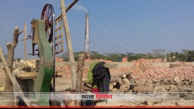 করাত কল বসিয়ে গাছ কেটে ইট পোড়ানো হচ্ছে