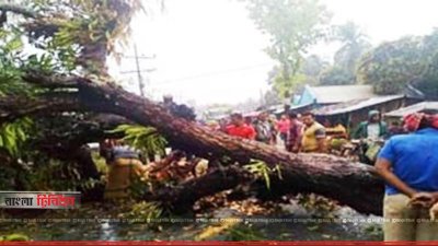 সাতক্ষীরায় ঝড়ে উপড়ে পড়েছে গাছ