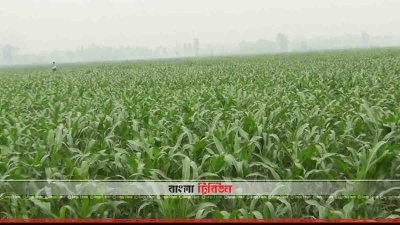 হিলিতে ভুট্টা চাষের দিকে ঝুঁকছে কৃষকরা