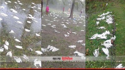 নড়াইলে শিলাবৃষ্টিতে শত শত পাখি সারা গেছে