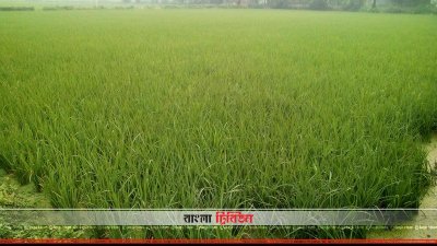 বোরো ধানক্ষেত