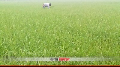 বোরো ধান চাষ