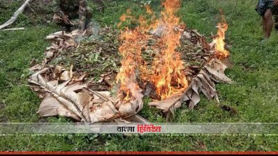 আগুন দিয়ে পোড়ানো হয় পপি গাছ
