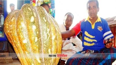 ৬০ কেজি ওজনের মিষ্টি কুমড়া
