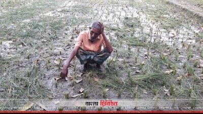 কেটে ফেলা ধানক্ষেতে হতাশাগ্রস্ত কৃষক