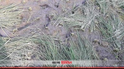 ক্ষেতের ধান কেটে ফেলা হয়েছে