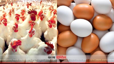 মুরগি ও ডিম