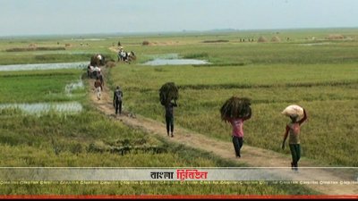 হাওর থেকে ফসল সংগ্রহে ব্যস্ত সময় পার করছেন কৃষকরা