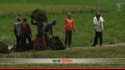 সড়ক না থাকায় ক্ষতিগ্রস্ত হচ্ছেন হাওরের কৃষকরা