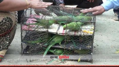 অবমুক্ত টিয়া পাখিগুলো