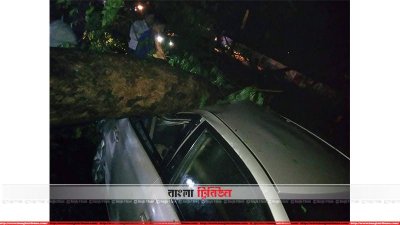 গাড়ির ওপর গাছ